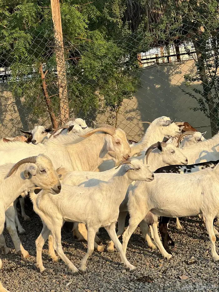 معزا بيشيات بيض فواخر 20