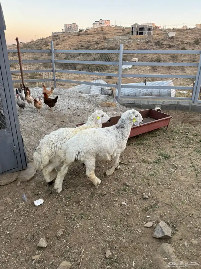 طليان وتيوس للبيع 10