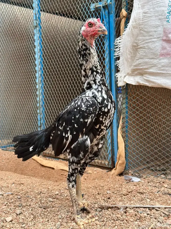 دجاجه سنديه 1