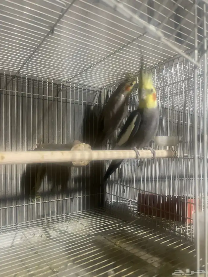 جوز باكستاني جوز هولاندي روز منتجين العدد 4 0