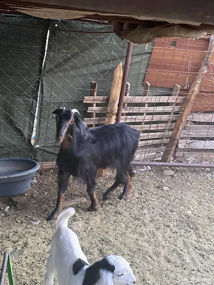 عنز والد وبنتها وعنز حواء 5