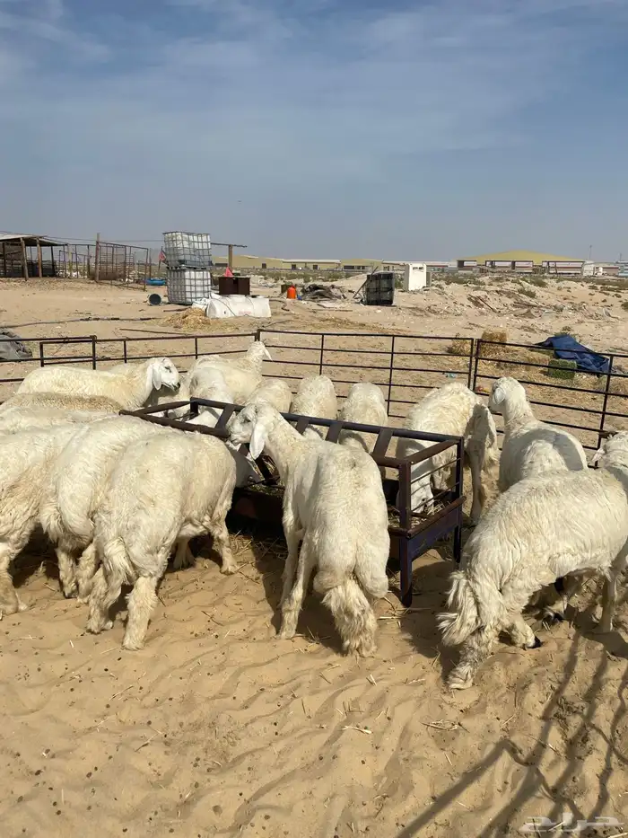 ذبايح حري نعيمي 1