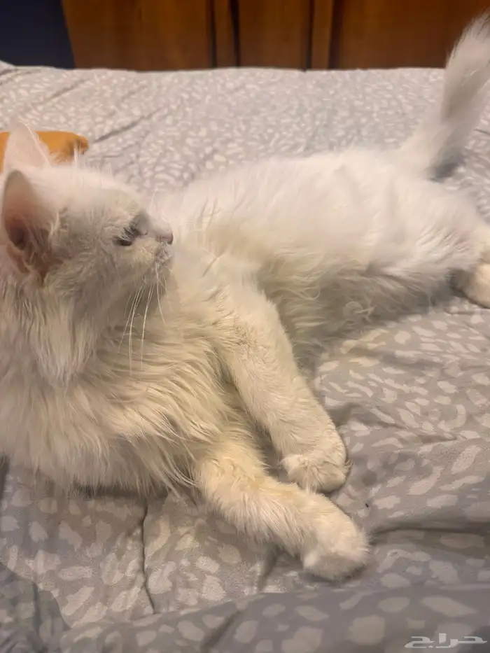 قطه هملايا شيرازي 3