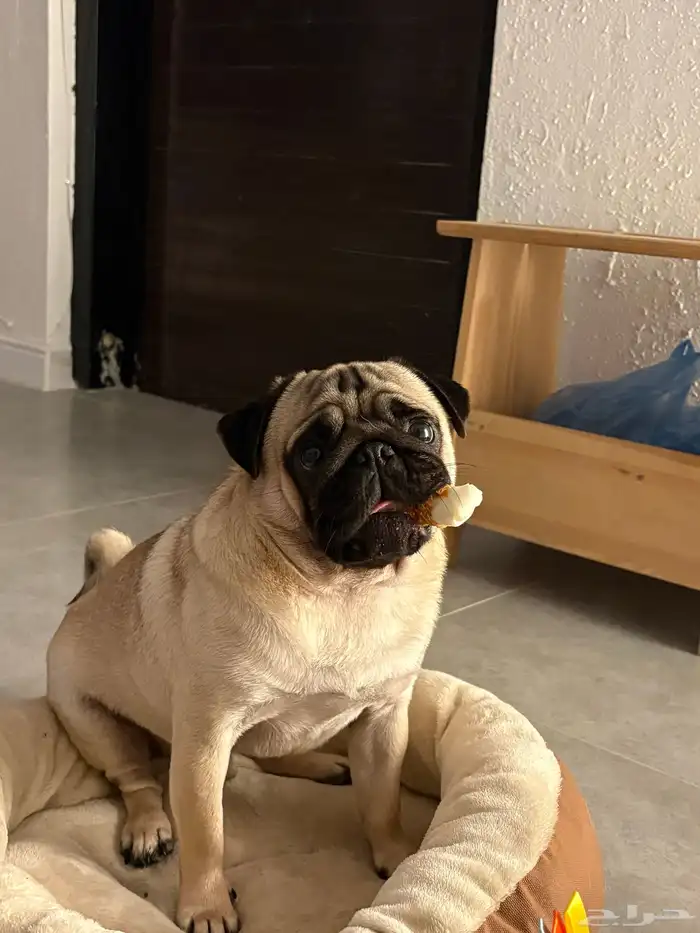 كلب للبيع pug بق 0