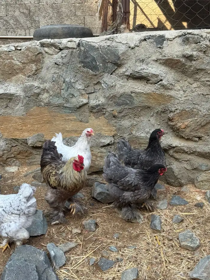 للبيع دجاج براهما 2