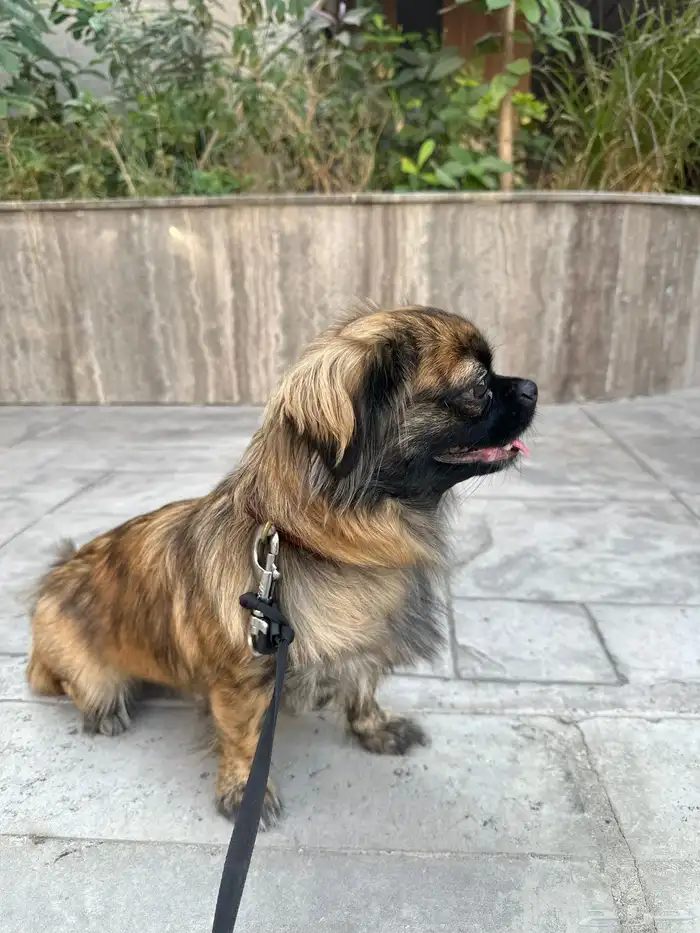 للبيع انثى بكنيز نادره سنة ونصف لطيفة جدا كامل التطعيمات 3