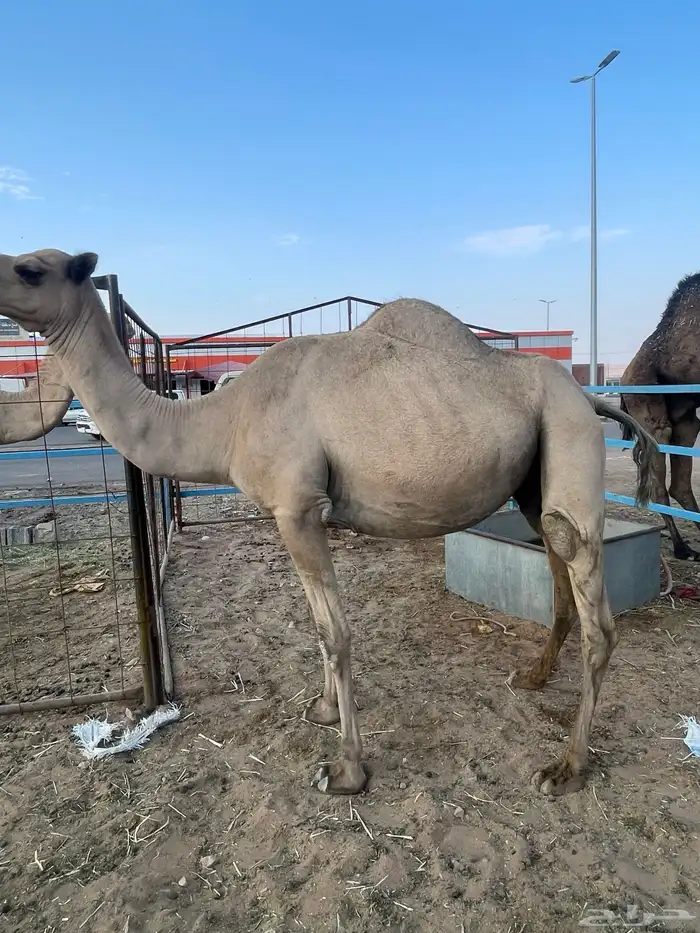 القحه باقيلها شهرين 3