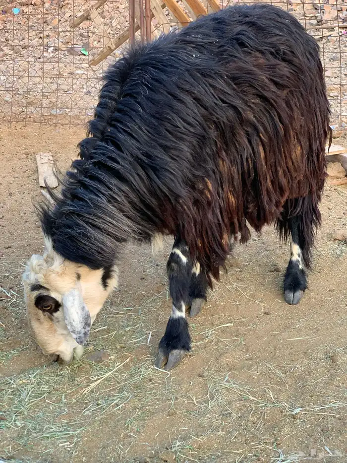 فحل نجدي للبيع 0