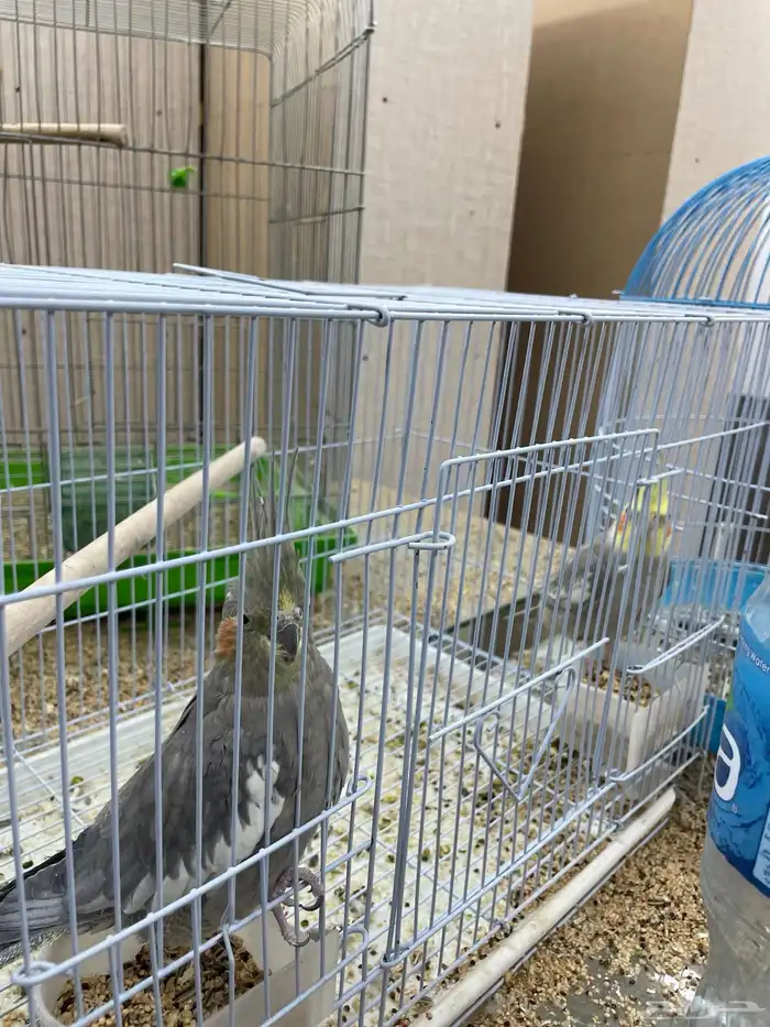 طيور للبيع عددهم 10 3 منهم جوز 3