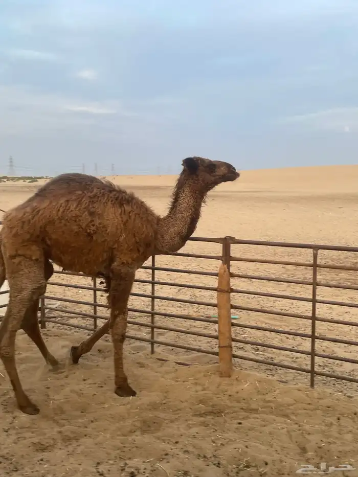 حاشي لباني 0