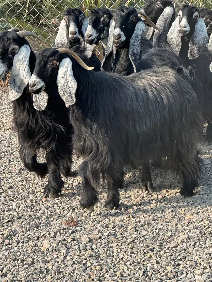 معزاء عوراض درجة أولى جروم ناهية 2