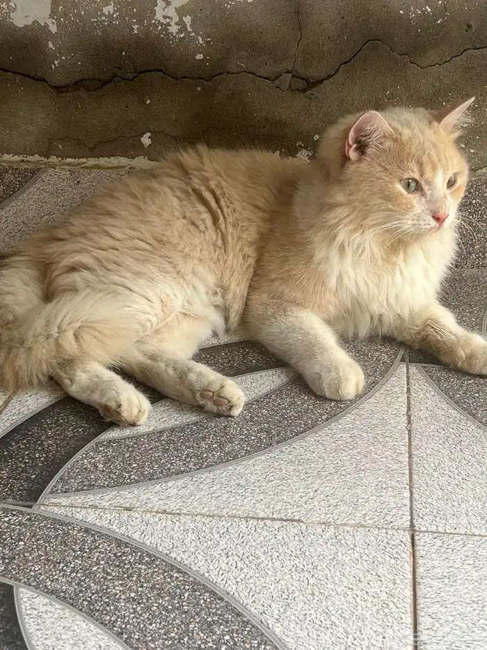 قطو تبني نوعها شيرازي ميكس..لمن يخاف الله فيها (أليفه) 1