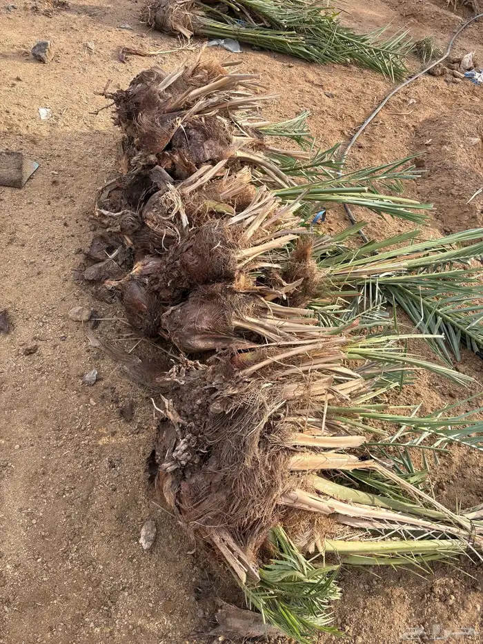 فسائل نخيل 3