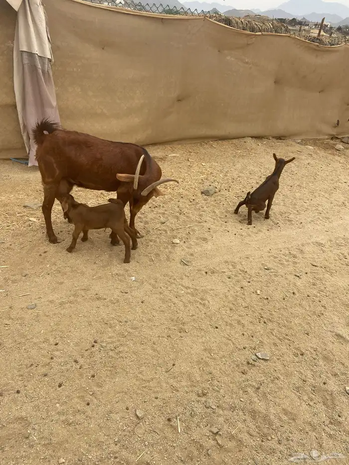 عنز محايليه متوم فاخره 2