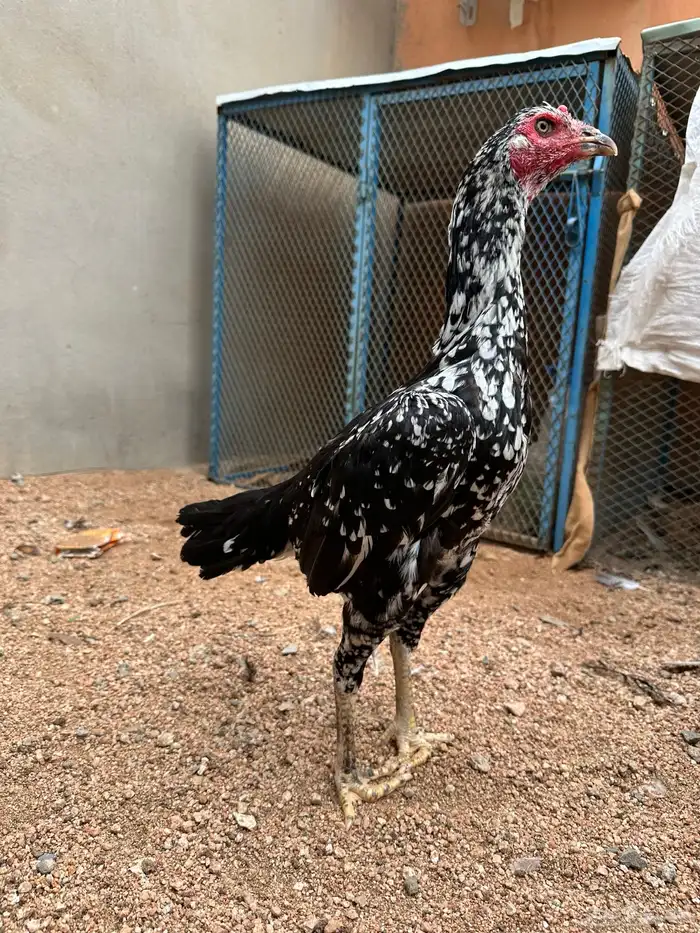 دجاجه سنديه 0