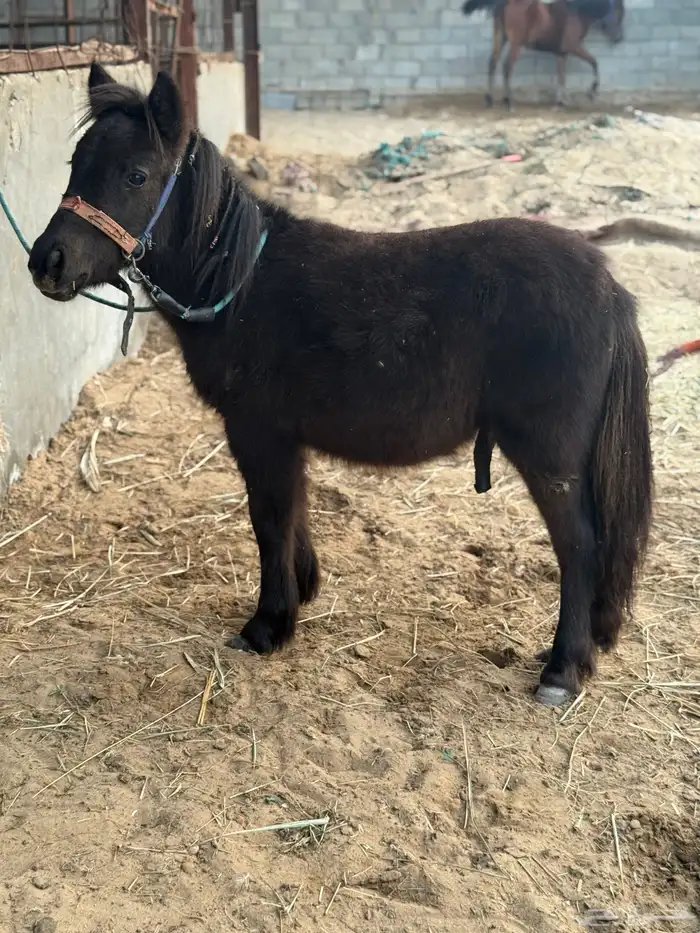 مهر سيسي طيب 0