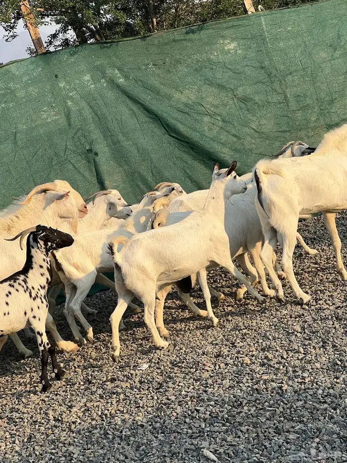 معزا بيشيات بيض فواخر 5