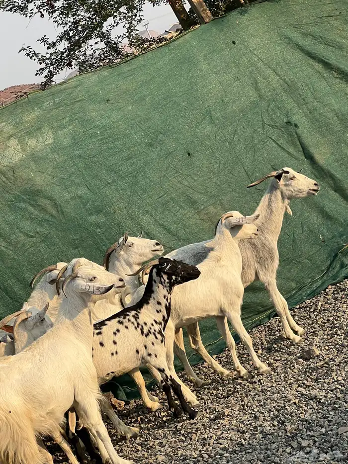 معزا بيشيات بيض فواخر 25