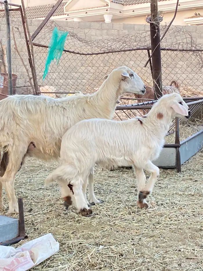 نعجه صفرا حلسا كفو عليها خروف 1