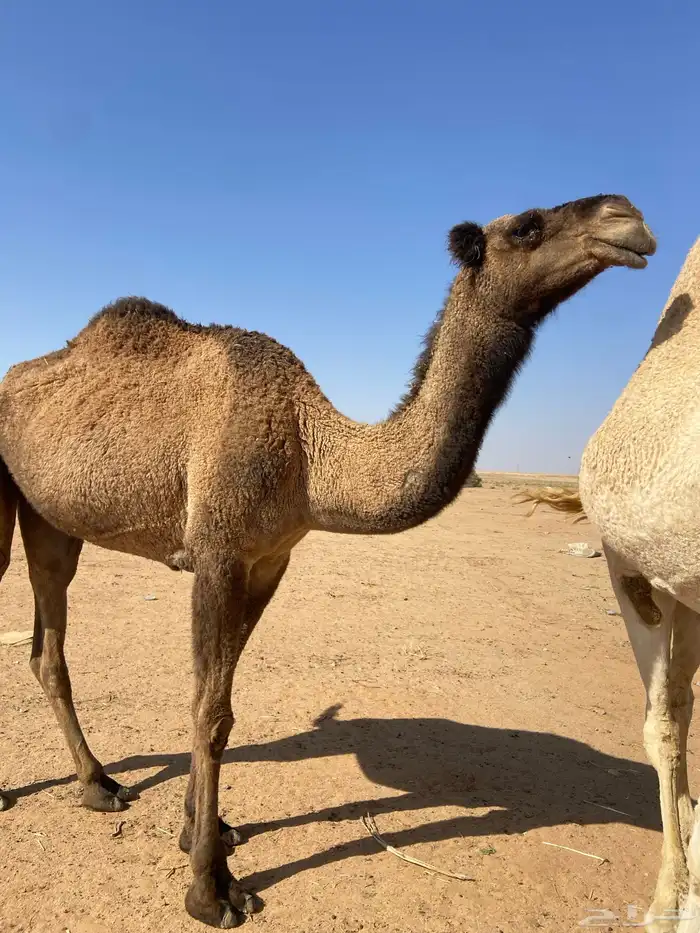 للبيع ضروبه صفرا 2