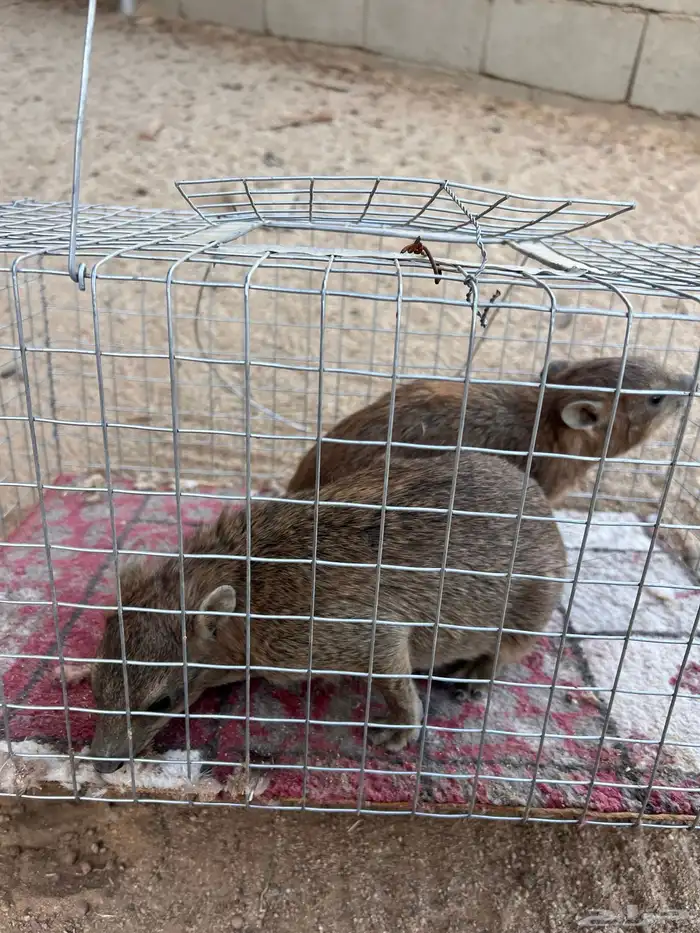 للبيع زوجين 4