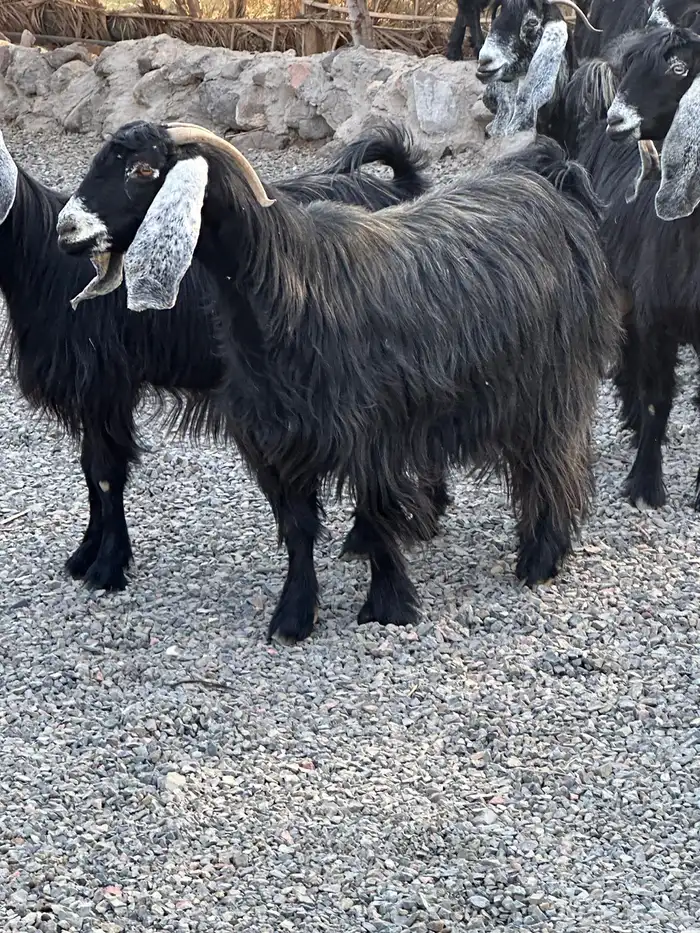 معزاء عوراض درجة أولى جروم ناهية 19