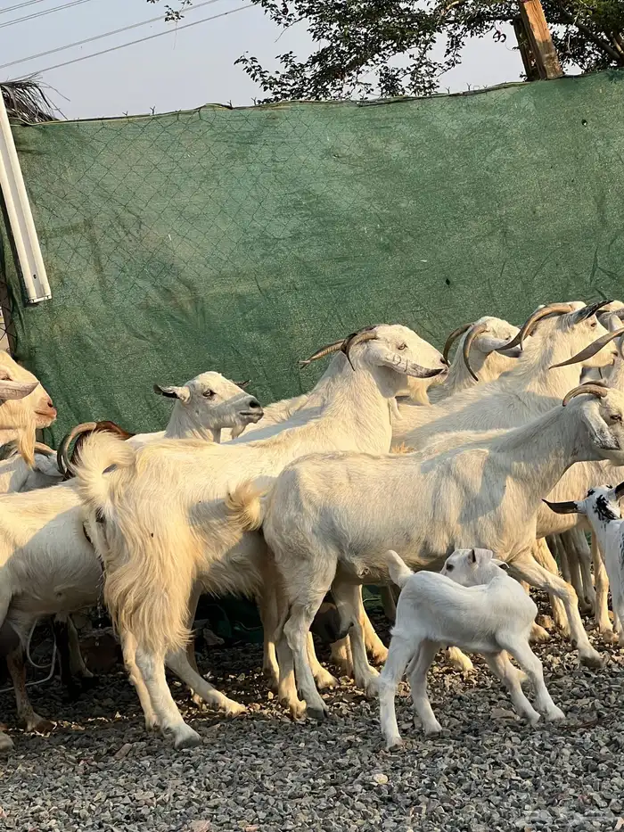 معزا بيشيات بيض فواخر 18