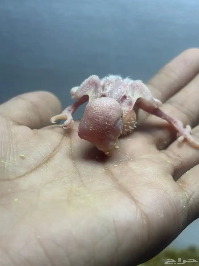 فروخ روز غر 2