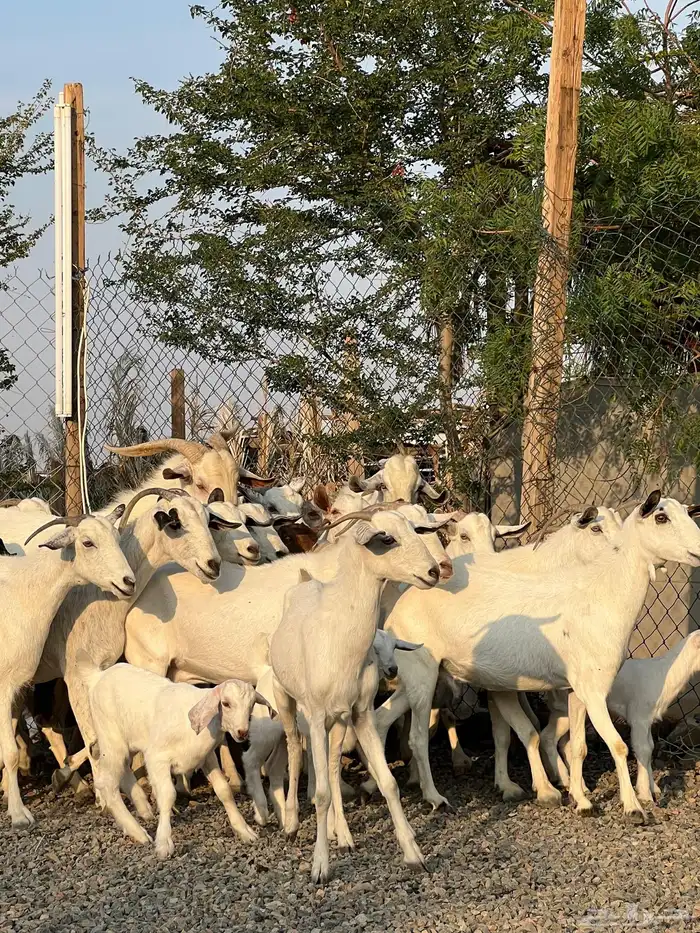 معزا بيشيات بيض فواخر 15