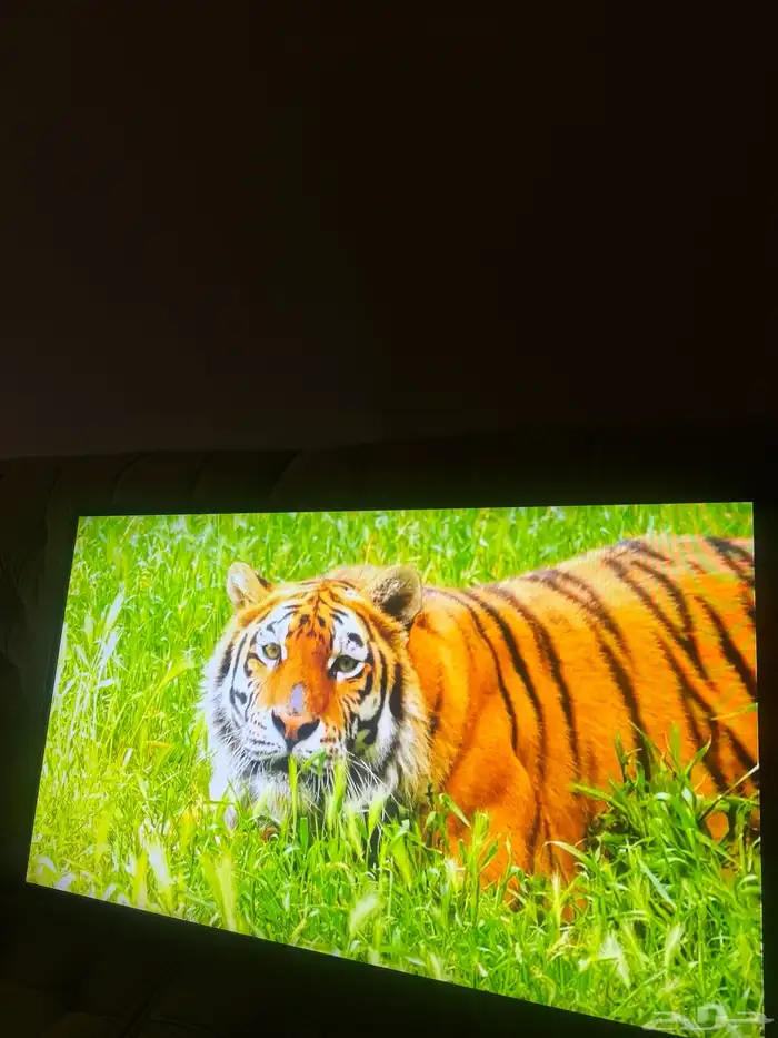 شاشه 43 بوصه سمارت فيها كل البرامج 1