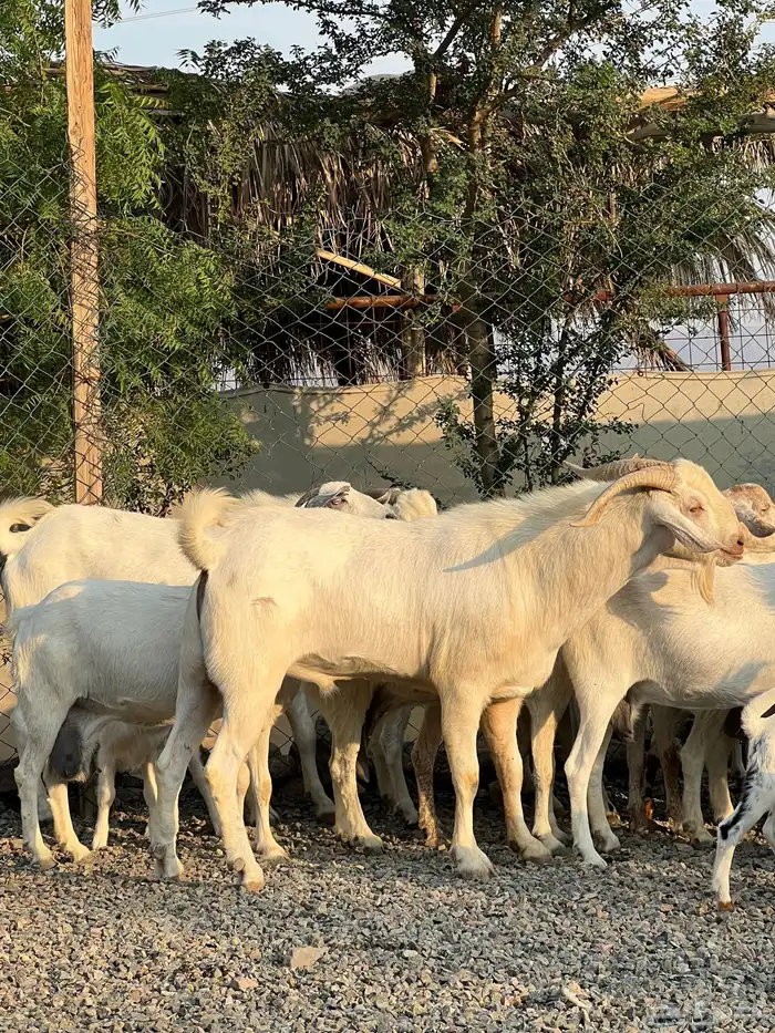 معزا بيشيات بيض فواخر 11