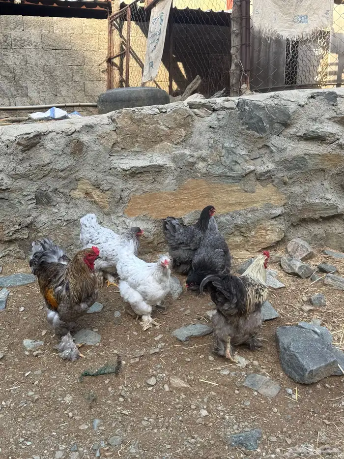 للبيع دجاج براهما 0