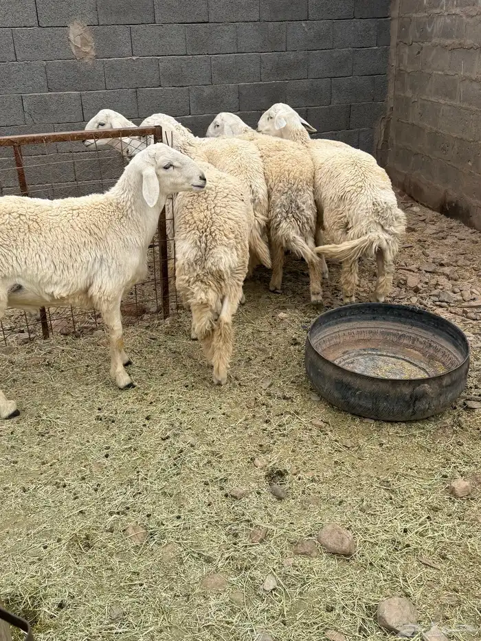 للبيع طليان جبره عمارها من 7 شهور وفوق 4