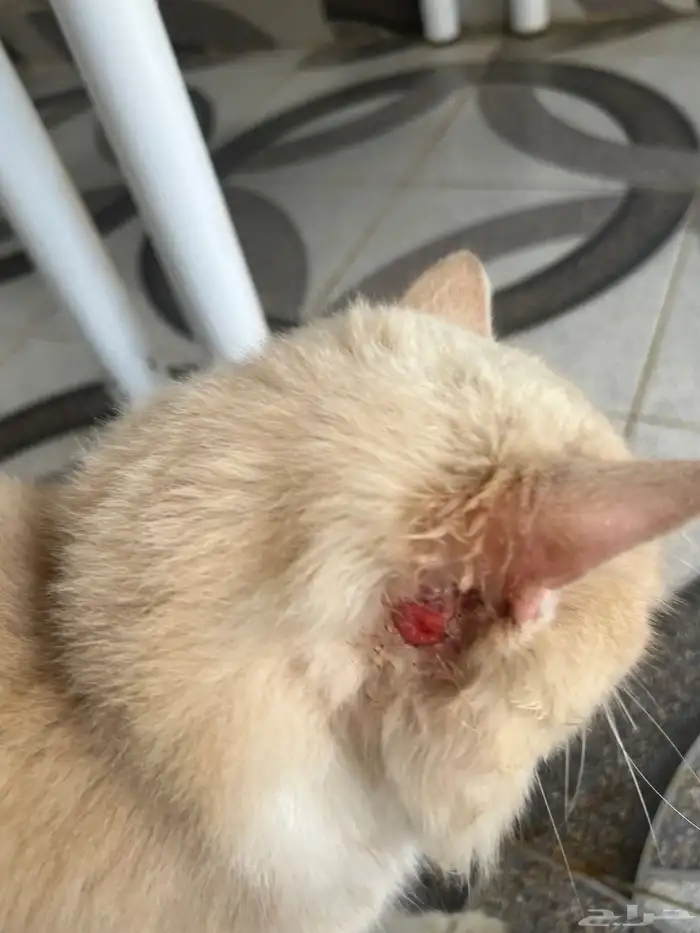 قطو تبني نوعها شيرازي ميكس..لمن يخاف الله فيها (أليفه) 3