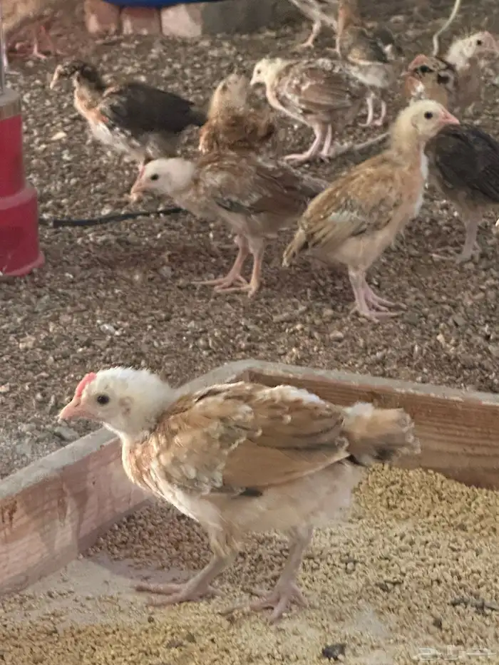 صوص المدينه 2