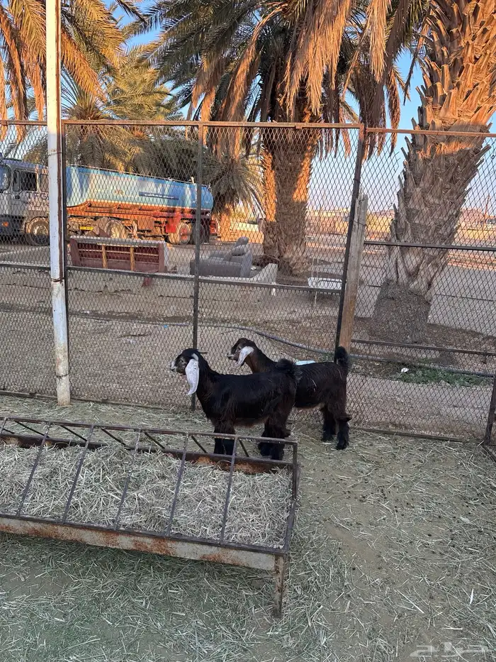 تيوس للبيع 0