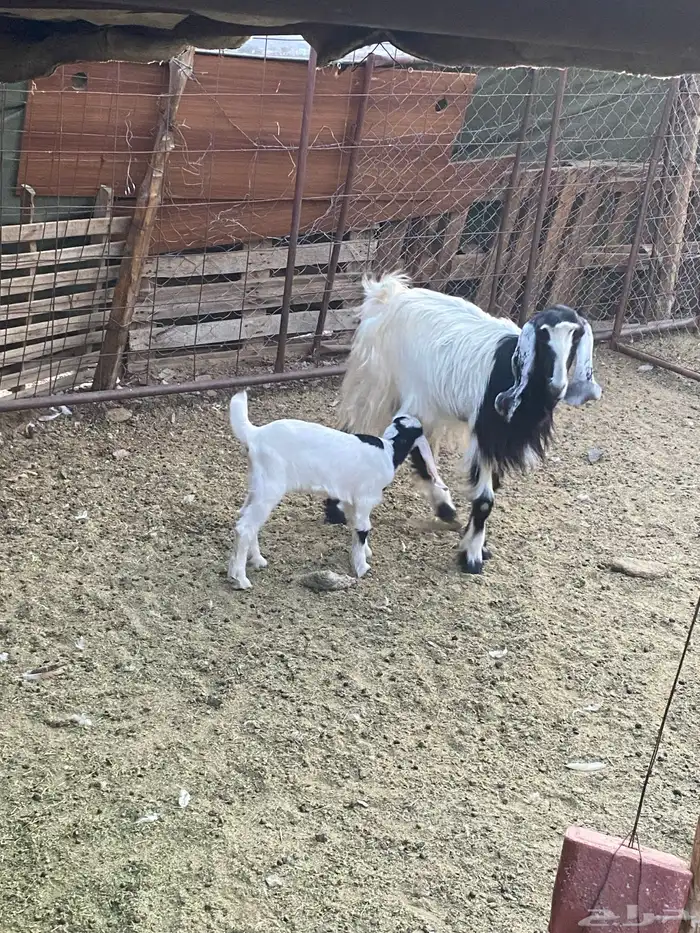 عنز والد وبنتها وعنز حواء 2