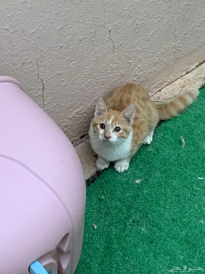 12 قطط لتبني 10