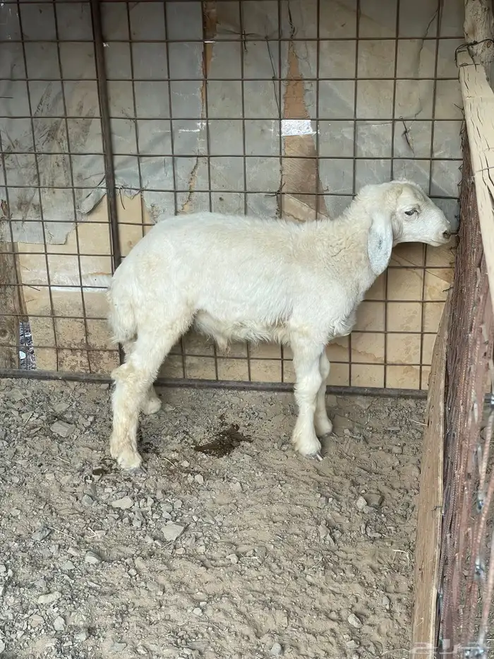 طلي حري للبيع 0