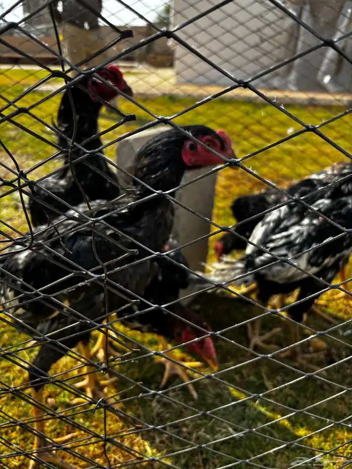 ديوك باكستاني 2