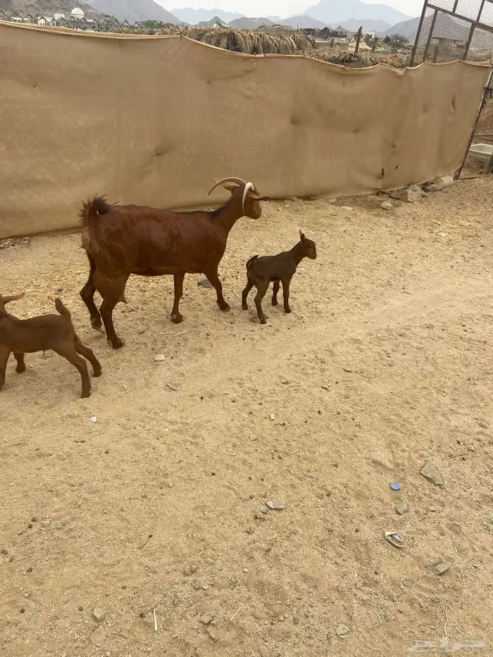 عنز محايليه متوم فاخره 0