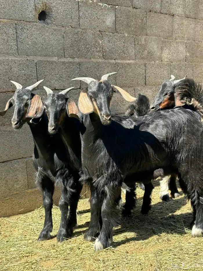 ماعز دغس فواخر 1