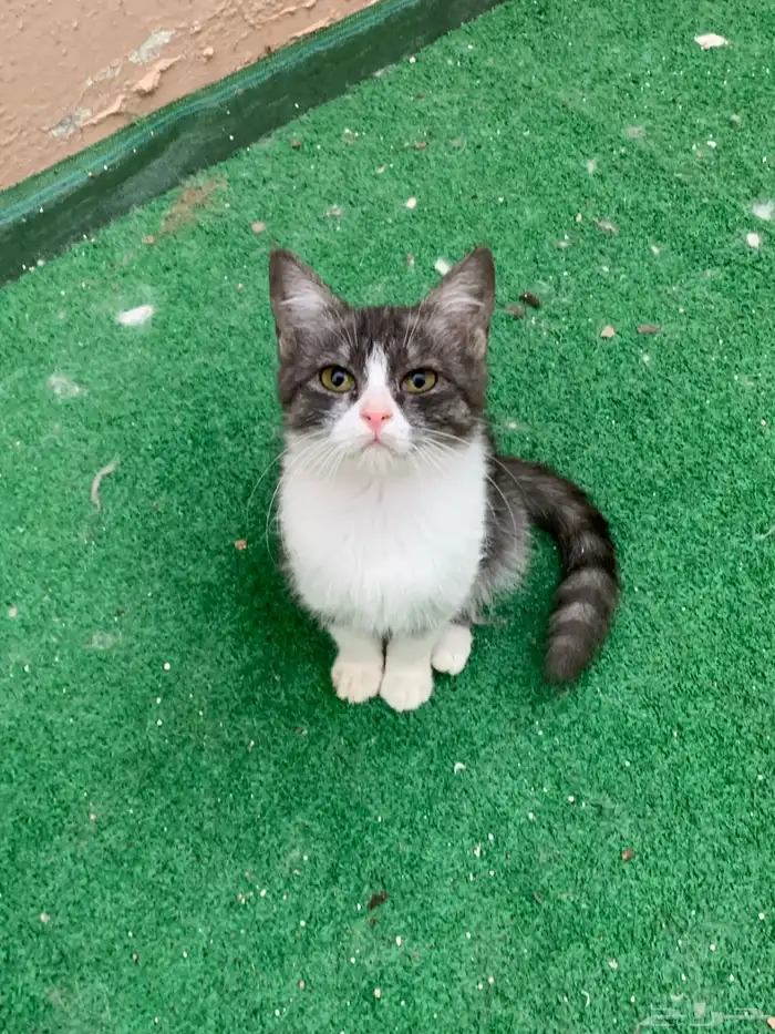 12 قطط لتبني 5