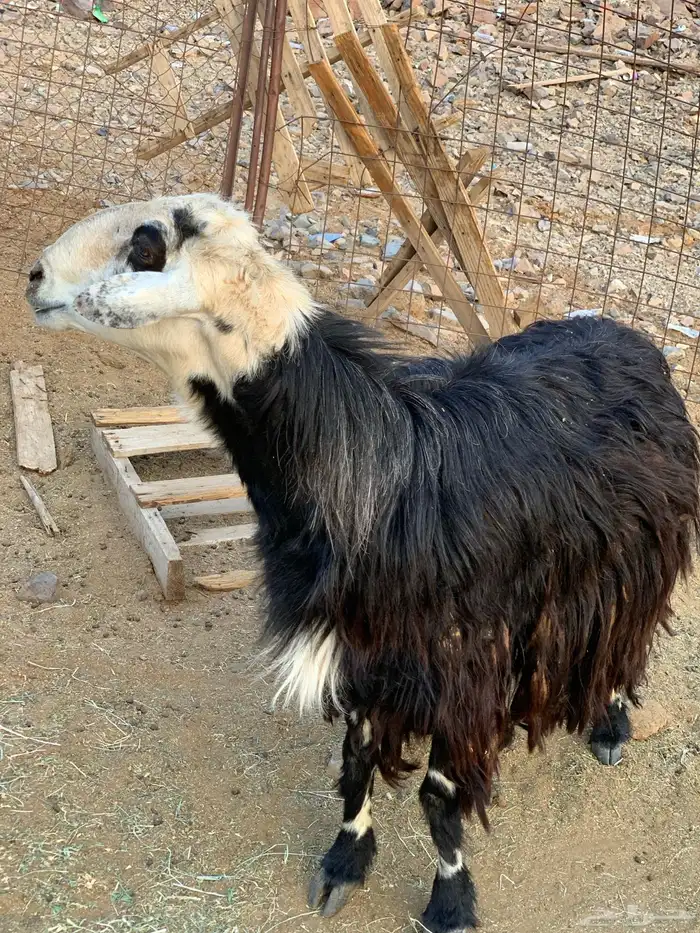 فحل نجدي للبيع 2