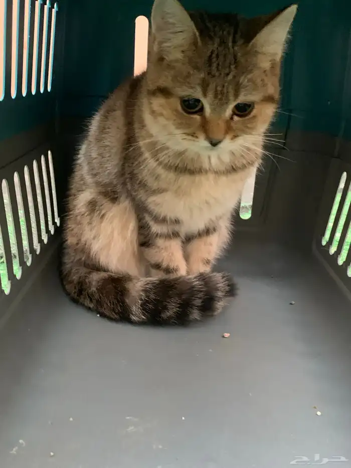 12 قطط لتبني 1