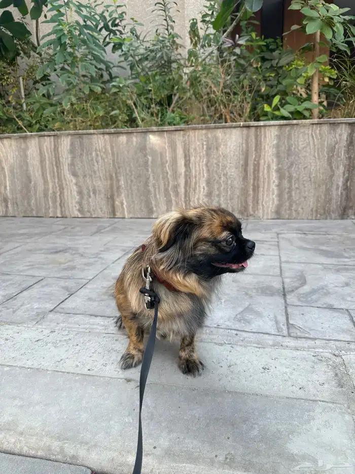 للبيع انثى بكنيز نادره سنة ونصف لطيفة جدا كامل التطعيمات 5