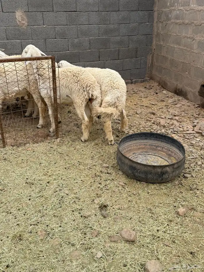 للبيع طليان جبره عمارها من 7 شهور وفوق 5