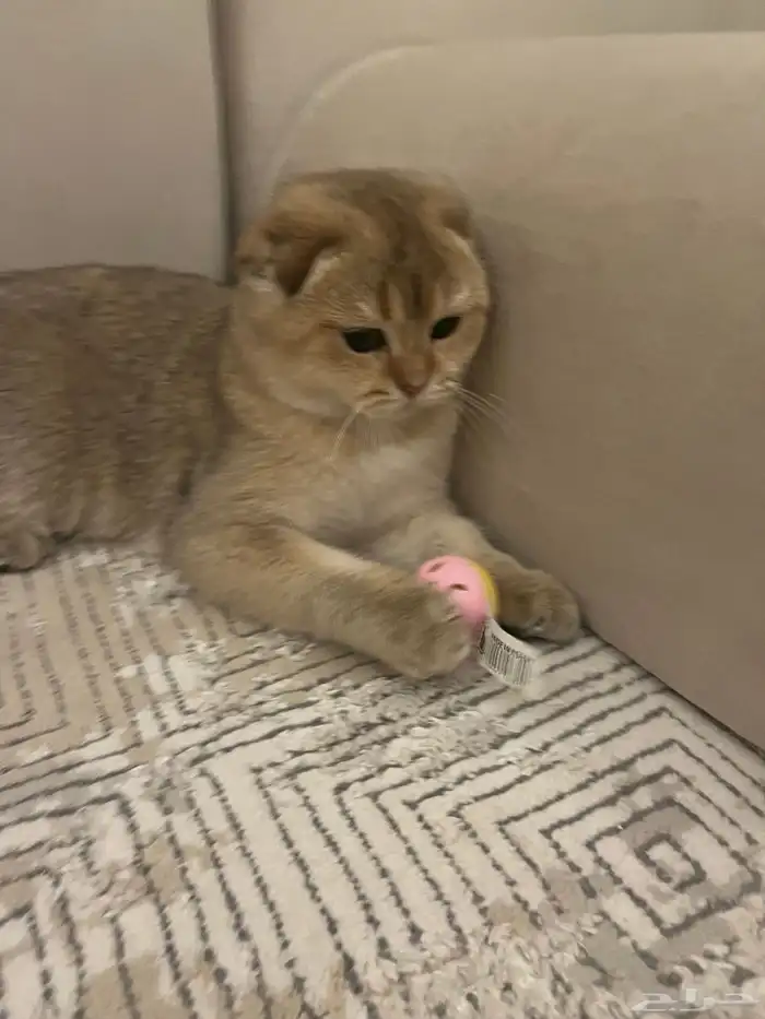 قط سكوتش فولد قولد  ذكر 3