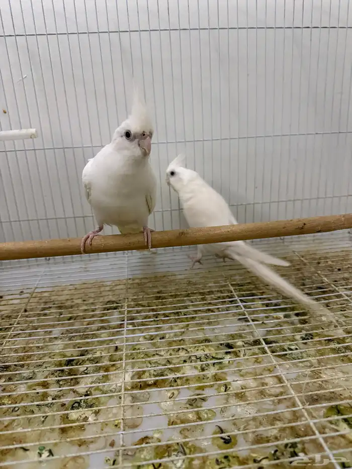 اجواز كروان شرط انتاج 9