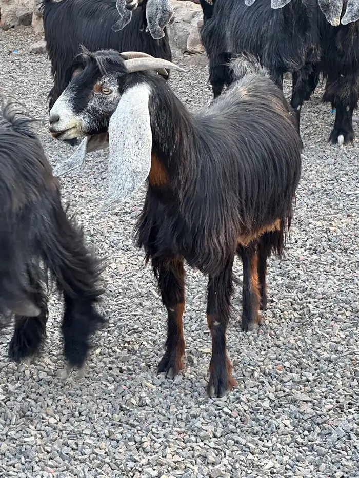 معزاء عوراض درجة أولى جروم ناهية 18